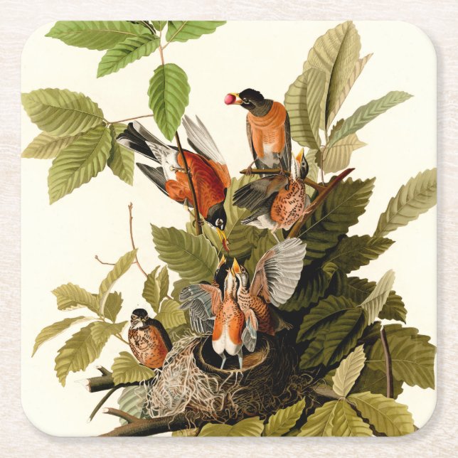Audubon American Robin Wildlife Bird Illustration Square Paper Coaster (Front)