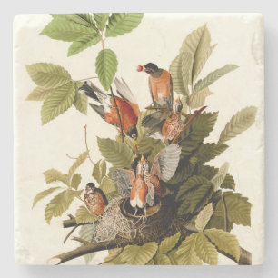 Audubon American Robin Wildlife Bird Illustration Stone Coaster