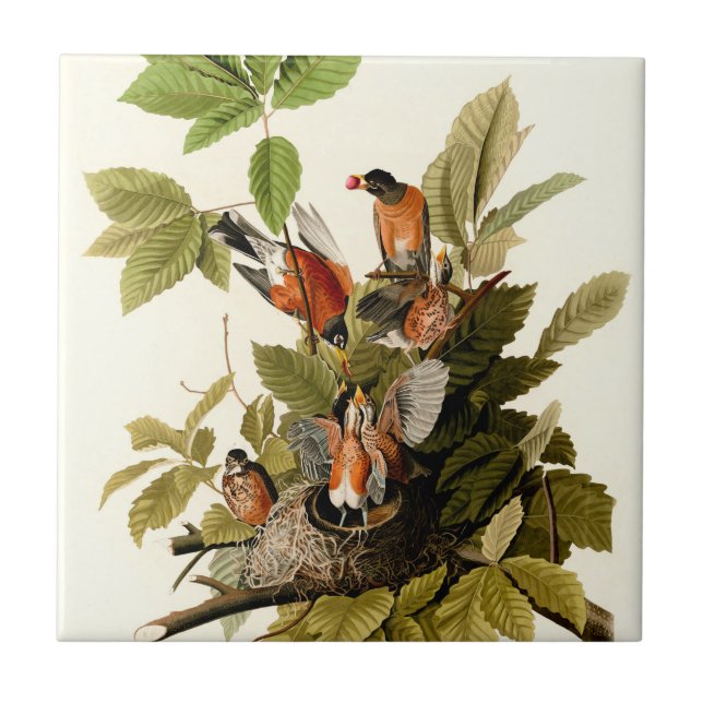 Audubon American Robin Wildlife Bird Illustration Tile (Front)