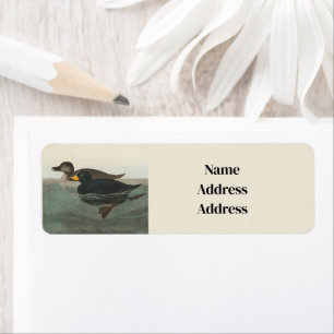 Audubon American Scoter Duck