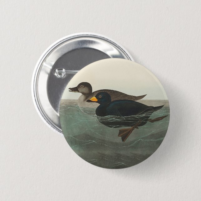 Audubon American Scoter Duck Classic 6 Cm Round Badge (Front & Back)