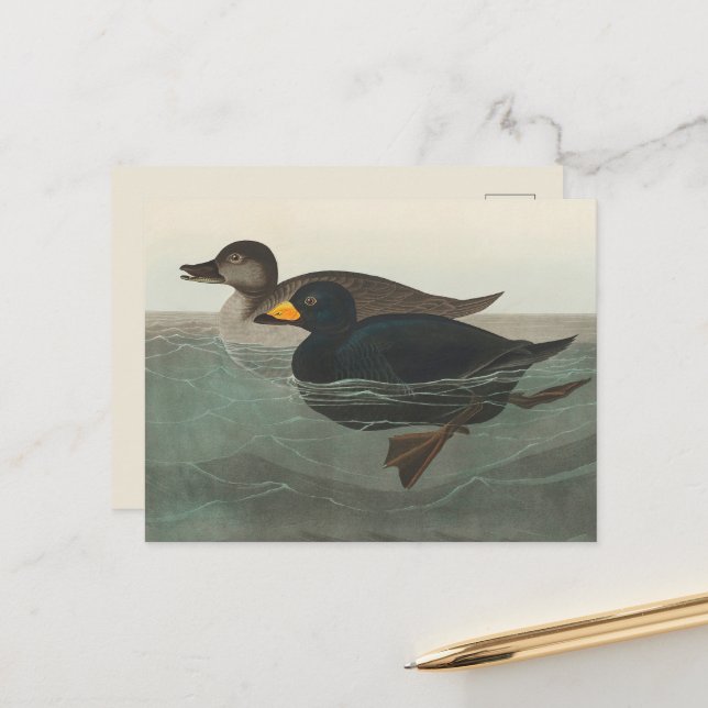 Audubon American Scoter Duck Classic Postcard (Front/Back In Situ)