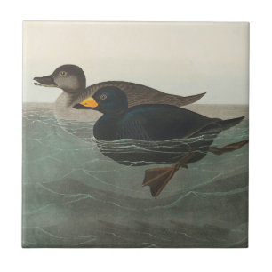 Audubon American Scoter Duck Classic Tile