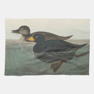 Audubon American Scoter Duck  Tea Towel