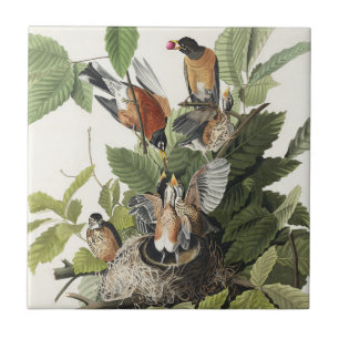 Audubon American Spring Robin Bird Illustration Tile