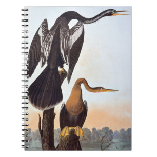 Audubon: Anhinga Notebook