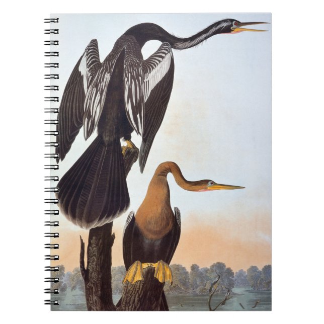 Audubon: Anhinga Notebook (Front)