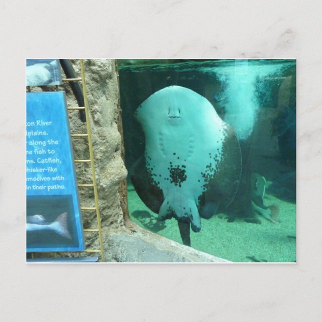 Audubon Aquarium of the Americas, New Orleans Postcard (Front)