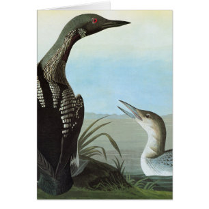 Audubon: Arctic Loon