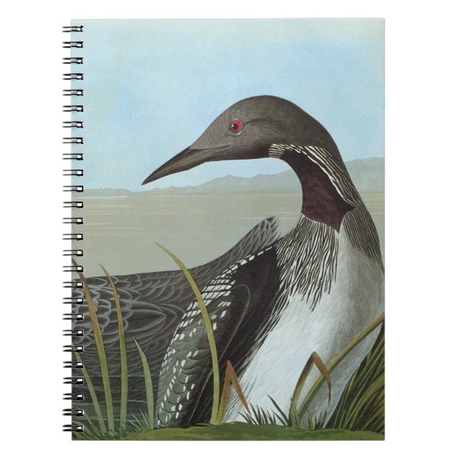 Audubon: Arctic Loon Notebook (Front)