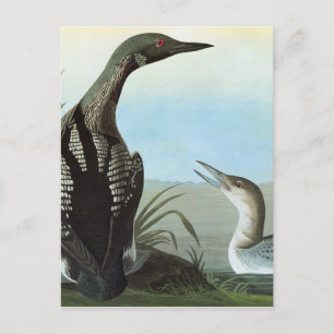 Audubon: Arctic Loon Postcard