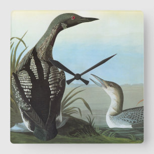 Audubon: Arctic Loon Square Wall Clock