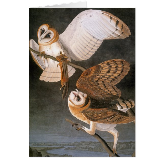 Audubon: Barn Owl (Front)