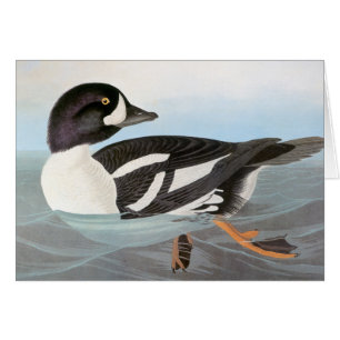Audubon: Barrow's Goldeneye