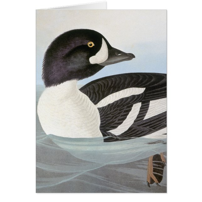 Audubon: Barrow's Goldeneye (Front)