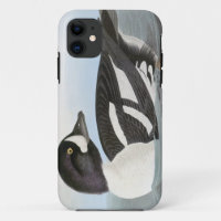 Audubon: Barrow's Goldeneye