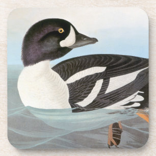 Audubon: Barrow's Goldeneye Coaster