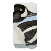 Audubon: Barrow's Goldeneye