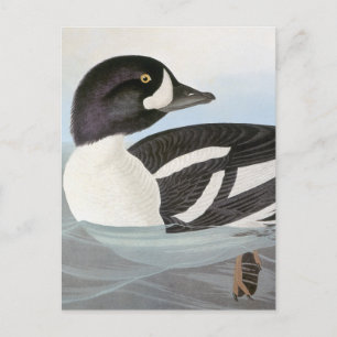 Audubon: Barrow's Goldeneye Postcard