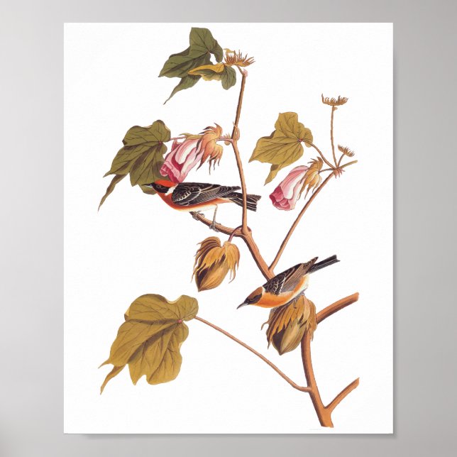 Audubon Bay-Breasted Warbler Bird on Cotton Plant Poster (Front)