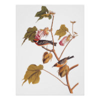 Audubon Bay-Breasted Warbler Bird on Cotton Plant