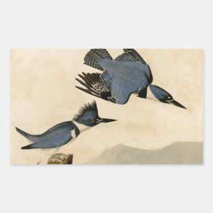 Audubon Belted Kingfisher Vintage Bird Nature Rectangular Sticker