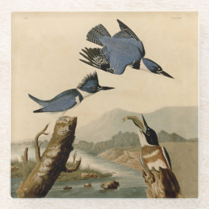 Audubon Belted Kingfisher Wildlife Bird Glass Coaster