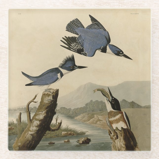 Audubon Belted Kingfisher Wildlife Bird Glass Coaster (Front)