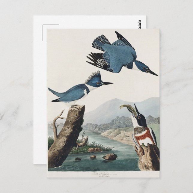 Audubon Belted Kingfisher Wildlife Bird Painting Postcard (Front/Back)