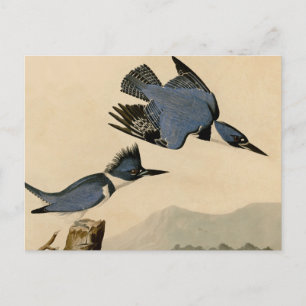 Audubon Belted Kingfisher Wildlife Bird Postcard