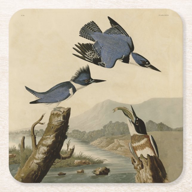 Audubon Belted Kingfisher Wildlife Bird Square Paper Coaster (Front)