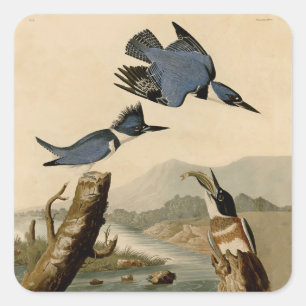 Audubon Belted Kingfisher Wildlife Bird Square Sticker