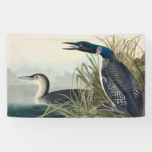 Audubon Bird Loon Diver Classic Banner (Horizontal)