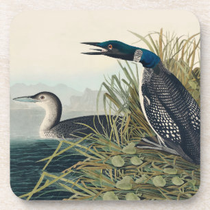 Audubon Bird Loon Diver Classic Coaster