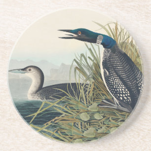 Audubon Bird Loon Diver Classic   Coaster