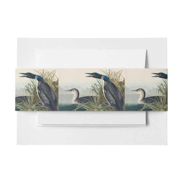 Audubon Bird Loon Diver Classic Invitation Belly Band (Front Example)