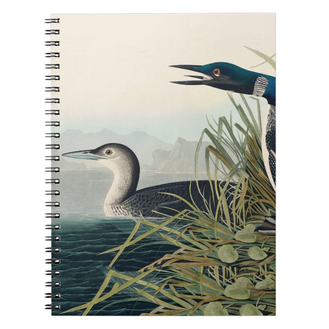 Audubon Bird Loon Diver Classic Notebook (Front)