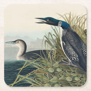 Audubon Bird Loon Diver Classic Square Paper Coaster