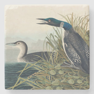 Audubon Bird Loon Diver Classic Stone Coaster
