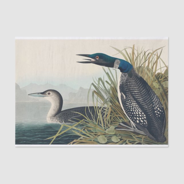 Audubon Bird Loon Diver Classic Tissue Paper (Front)