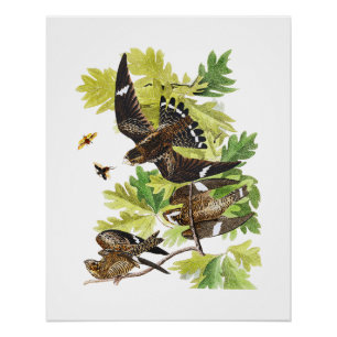 Audubon Birds - Night Hawks Glossy Poster