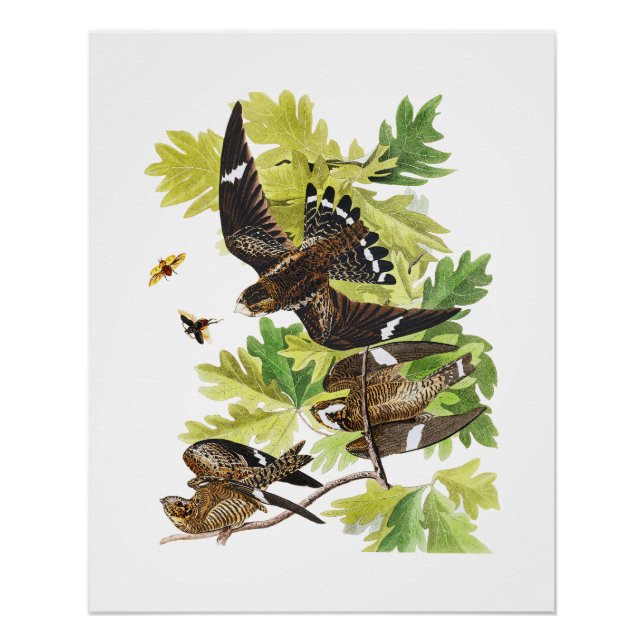 Audubon Birds - Night Hawks Glossy Poster (Front)