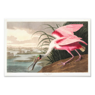 Audubon Birds of America Photo Print