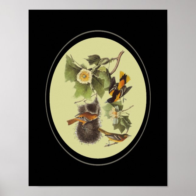 Audubon Birds Orioles Vintage Art  Poster (Front)