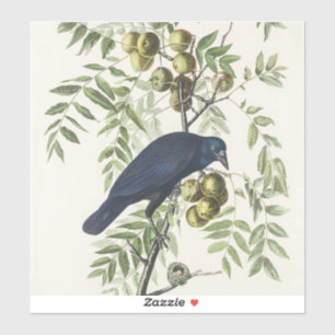 Audubon Black Crow American Bird Illustration