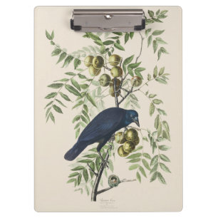 Audubon Black Crow American Bird Illustration Clipboard