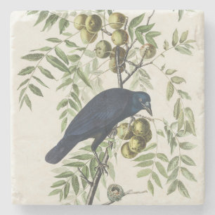 Audubon Black Crow American Bird Illustration Stone Coaster