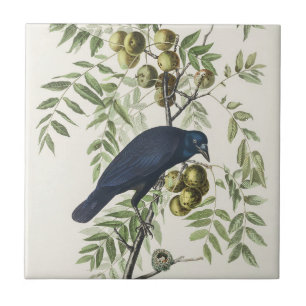 Audubon Black Crow American Bird Illustration Tile