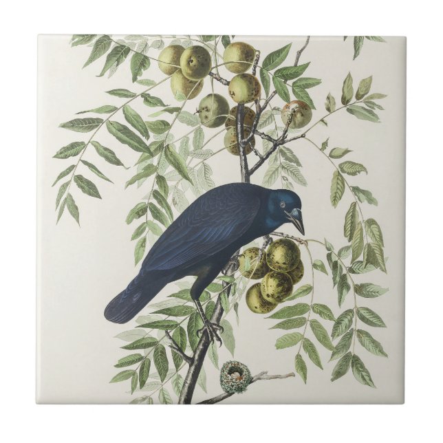 Audubon Black Crow American Bird Illustration Tile (Front)