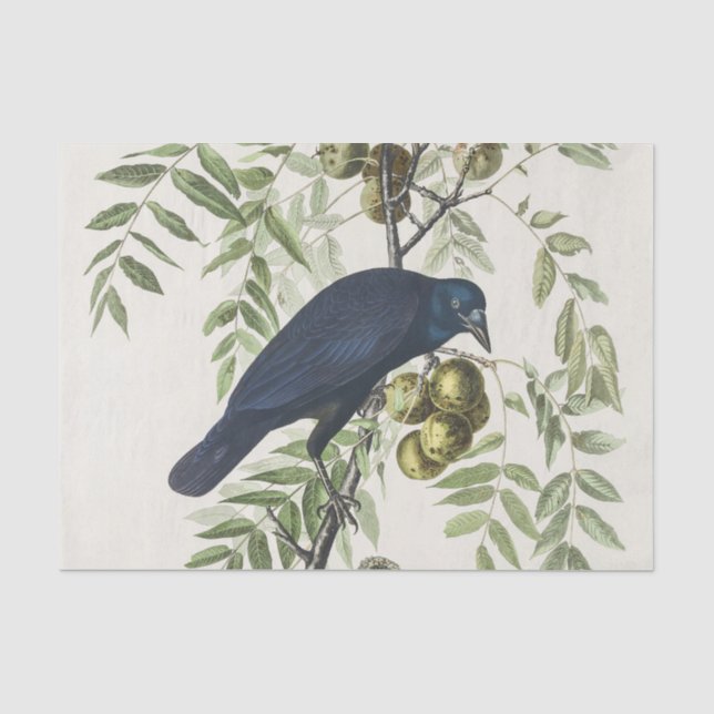 Audubon Black Crow American Bird Illustration Tissue Paper (Front)